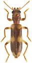 Opilo domesticus