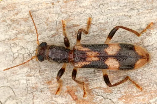 Opilo mollis - photo 3