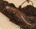 Opiona columbiana