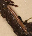 Opiona columbiana - photo 2