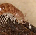 Opiona columbiana - photo 3