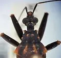 Opisthacidius mexicanus - photo 2