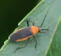 Opistheurista clandestina - Opistheurista clandestina