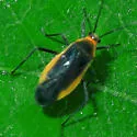Opistheurista clandestina - photo 2