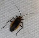 Opistheurista clandestina - photo 3