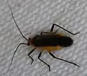 Opistheurista clandestina - photo 4