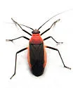 Opistheurista clandestina - photo 5