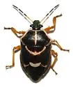 Oplomus dichrous