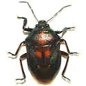 Oplomus dichrous - photo 2