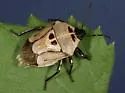 Oplomus dichrous - photo 3