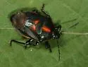Oplomus dichrous - photo 4