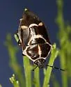 Oplomus dichrous - photo 5
