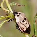 Oplomus mundus - photo 2