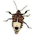 Oplomus mundus - photo 3