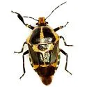 Oplomus mundus - photo 4
