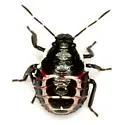 Oplomus mundus - photo 5