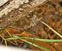 Riffle Darner