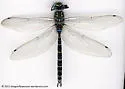 Riffle Darner - photo 2