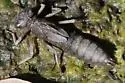 Riffle Darner - photo 3