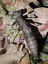Riffle Darner - photo 4