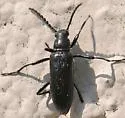 Oploptera simplicicollis - Oploptera simplicicollis
