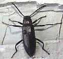 Oploptera simplicicollis - photo 2