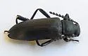 Oploptera simplicicollis - photo 4
