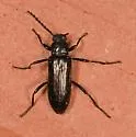 Oploptera simplicicollis - photo 5