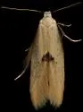 Opogona arizonensis - Hodges#0431 - photo 4