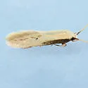 Opogona new species - photo 4