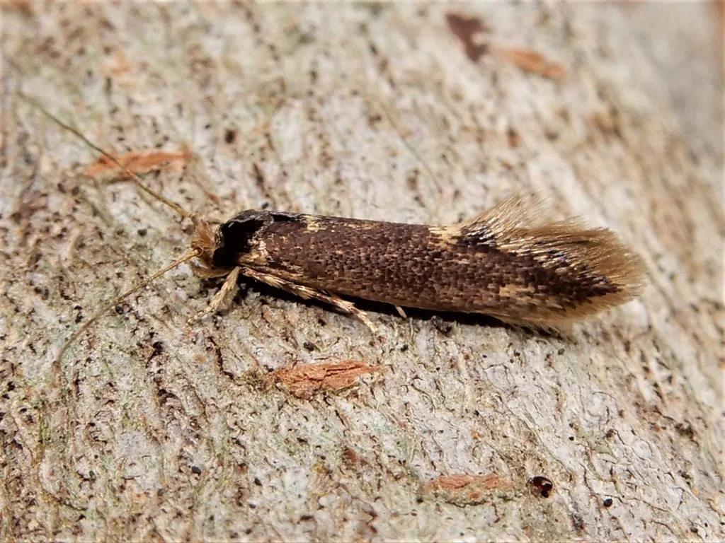 Opogona omoscopa - photo 2