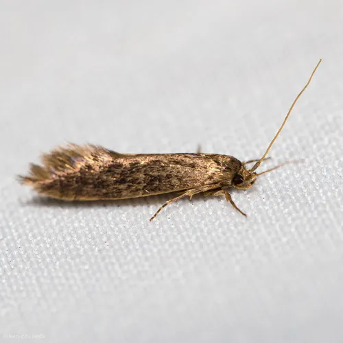 Opogona omoscopa - photo 3