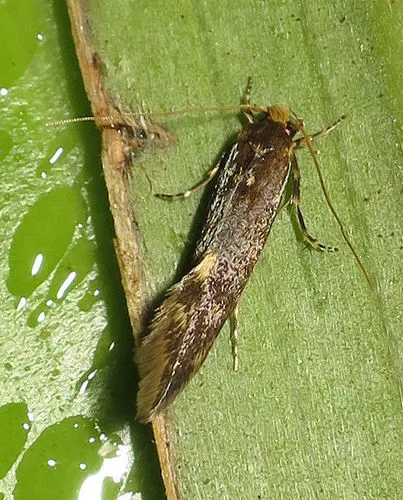 Opogona omoscopa - photo 6