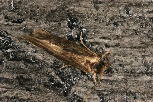 Opogona omoscopa - photo 8