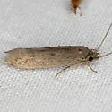 Banana Moth - Hodges#0432.1