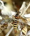 Opomydas limbatus - photo 4