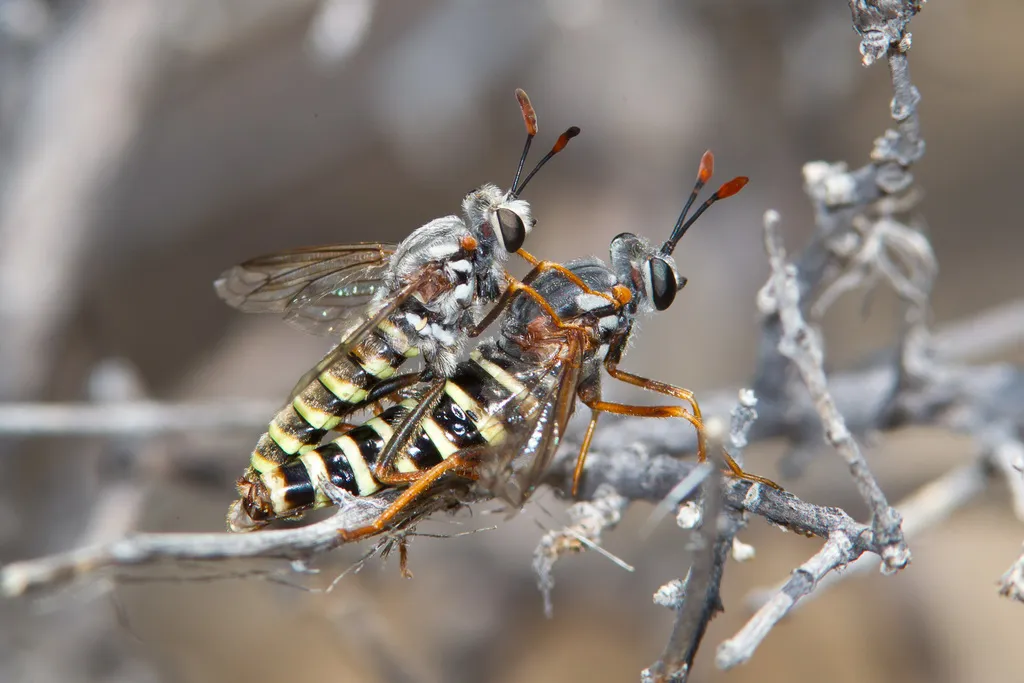 Opomydas townsendi