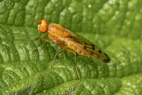 Opomyza florum