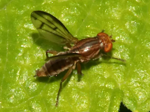 Opomyza germinationis agg. - photo 4