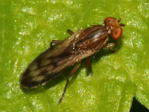 Opomyza germinationis agg. - photo 6