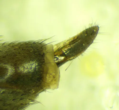Opomyza germinationis sensu stricto - photo 2
