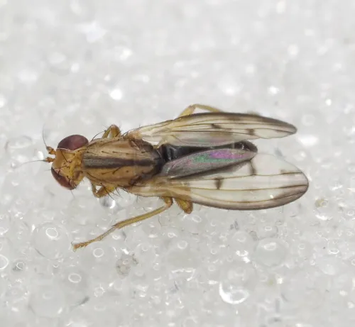 Opomyza germinationis sensu stricto - photo 3