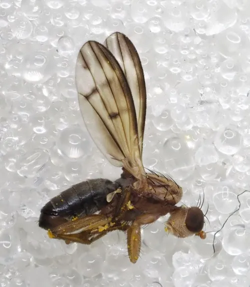 Opomyza germinationis sensu stricto - photo 4