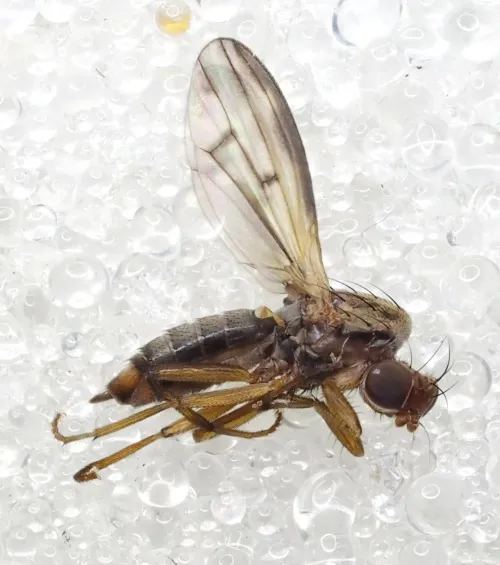 Opomyza germinationis sensu stricto - photo 5