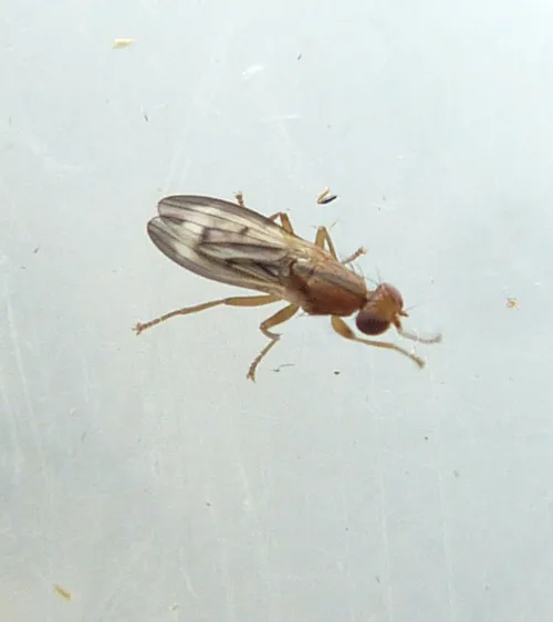 Opomyza germinationis sensu stricto - photo 7