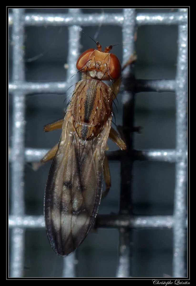 Opomyza germinationis - photo 2