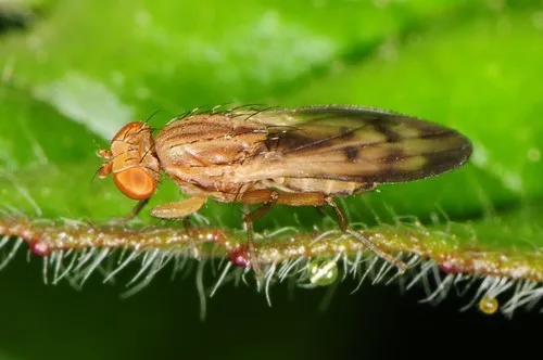 Opomyza petrei