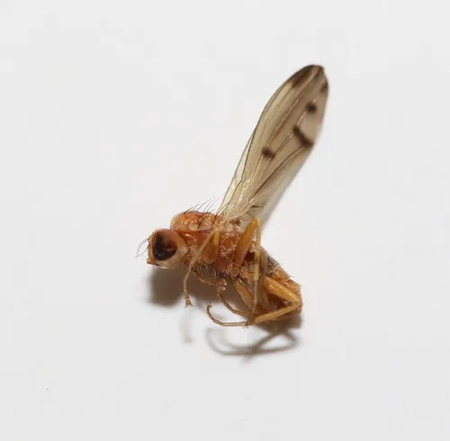 Opomyza punctata