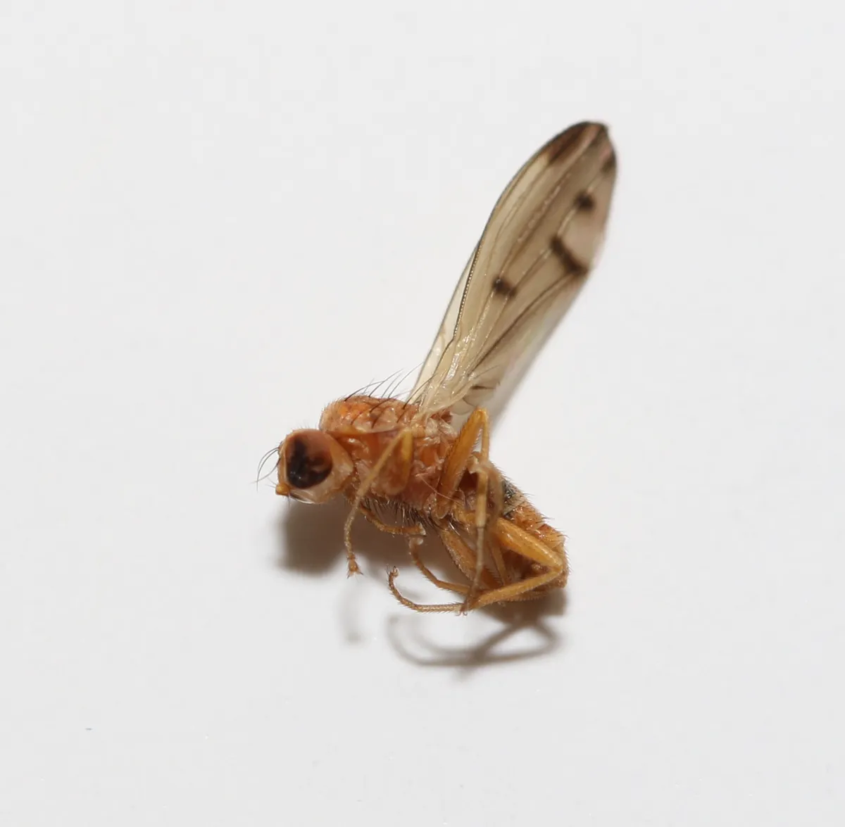 Opomyza punctata - photo 3
