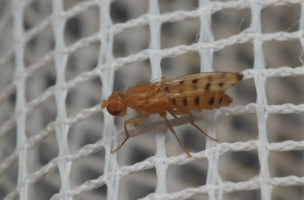 Opomyza punctella - photo 2
